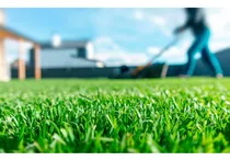 Comprar Semillas Césped Rye Grass Anual - Ideal Para Jardín Parques