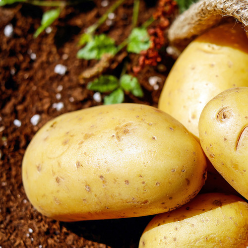 Kit Cebola Roxa 10kg E Batata Branca Inglesa 3kg Saco