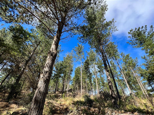 Sitio En Venta En Loteo Fundo Boyeruca, Comuña Vichuquén