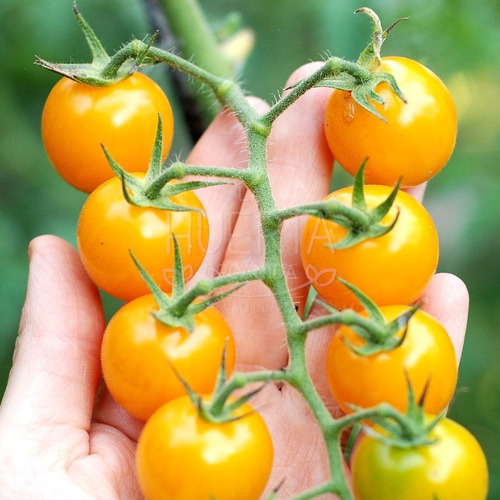 Semillas Tomate Cherry Gold Nugget! Cereza Amarillo El Mejor