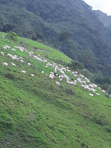 Imagen 13 de 23 de Finca Productivo En Tachira