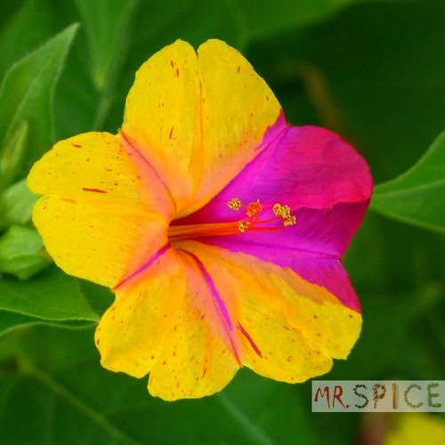 Flor Maravilha Boa Noite Mirabilis Jalapa Ideal Para Vasos