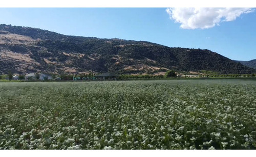 Parcelas Agroresidenciales Exclusivas En Curico Sector Rauco