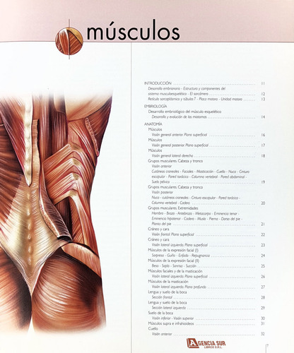 Músculos, Atlas De Anatomía, Histología Y Fisiología