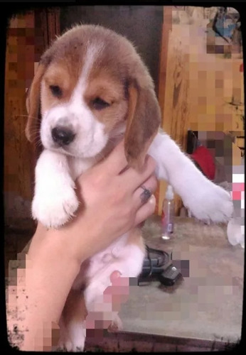 Cachorros Beagle
