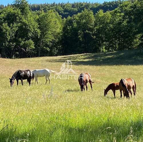 Imagen 3 de 29 de Agrícola 122 Ha. Con Rio Y Bosque Nativo En Venta Collipulli