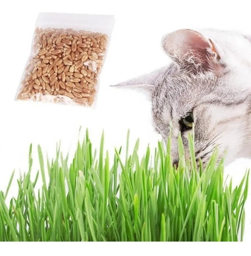 Juguete Gato Cat Grass Hierba Gatera Catnip Pasto Bioline Ki
