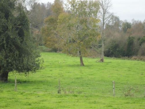 Agrícola En Venta En Paillaco