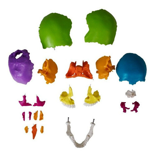 Cranio Didatico Desmontavel 22 Partes Anatomical Plus Ap015