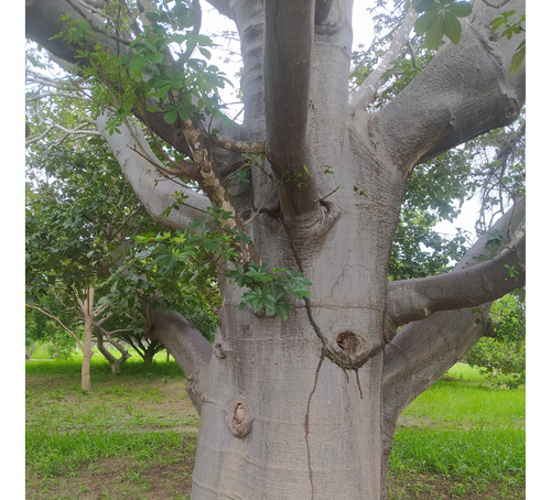 1 Mudas De Baobá, O Gigante Africano