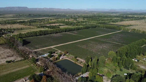 Exclusivo Viñedo De 20 Ha. En Cuadro Benegas