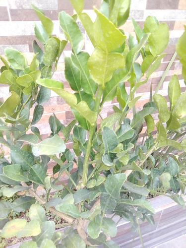 Kaffir Limon , Arbolito 1.8 Metros Pregunte Costo De Envio
