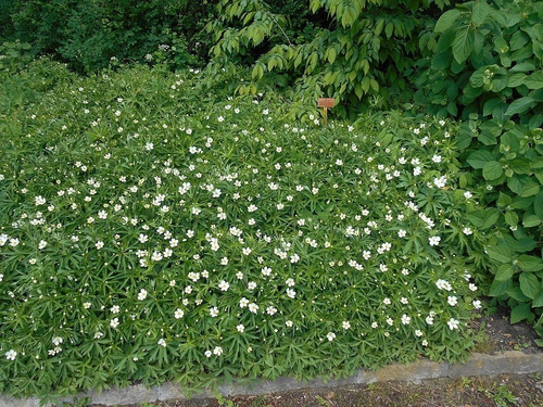 10 Semillas De Anemona Canadiense Canadensis Carpeta Vegetal