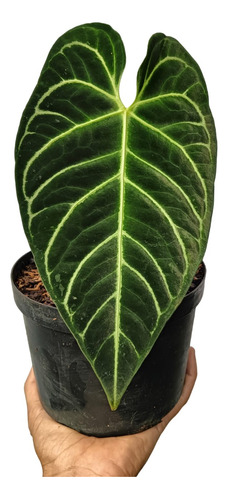 Anthurium Regale