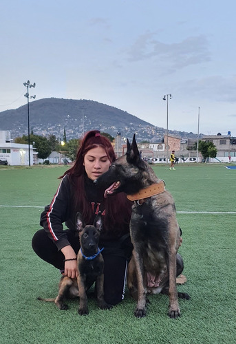 Cachorros Pastor Belga Malinois Anuncio 03