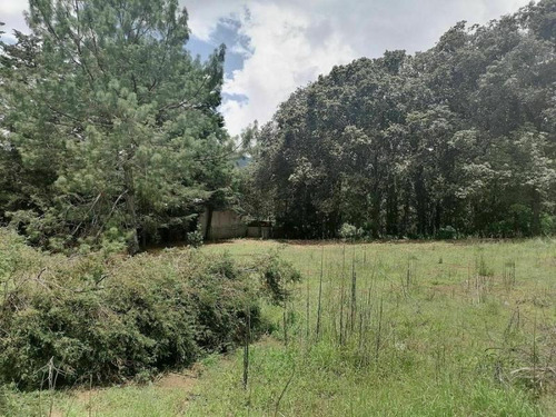 Imagen 6 de 10 de Terreno En Venta Los Alcanfores
