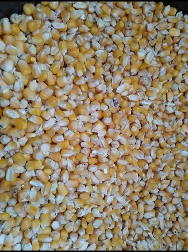 Maíz Amarillo Sacos 50kg
