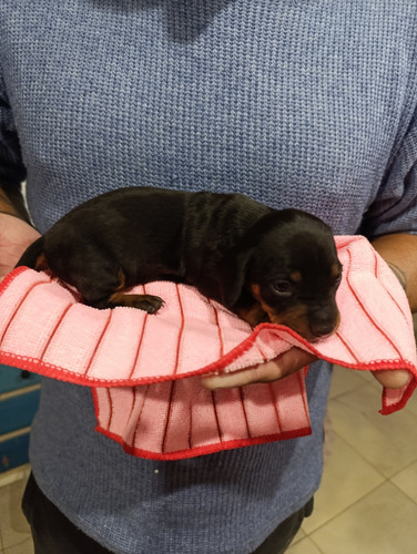 Perros Salchichas