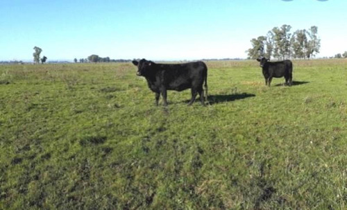 Imagen 2 de 10 de Venta - Campo En Plomer Pdo. General La Heras - Bayugar Negocios Inmobiliarios