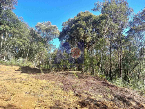 Imagem 7 de 17 de Chácara À Venda No Bairro Centro - Campo Alegre/sc - 105