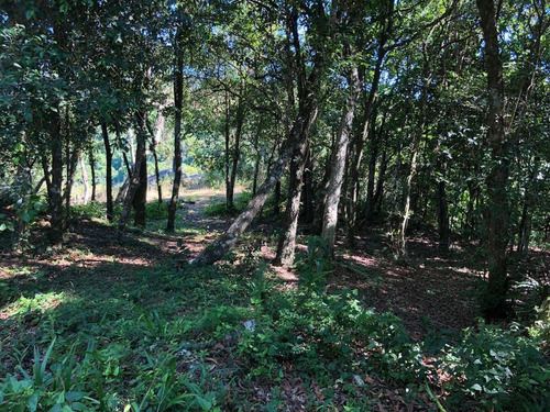 Imagem 9 de 15 de Chácara Para Venda Em Novo Hamburgo, Lomba Grande, 1 Dormitório, 1 Banheiro - 10058_2-1292120
