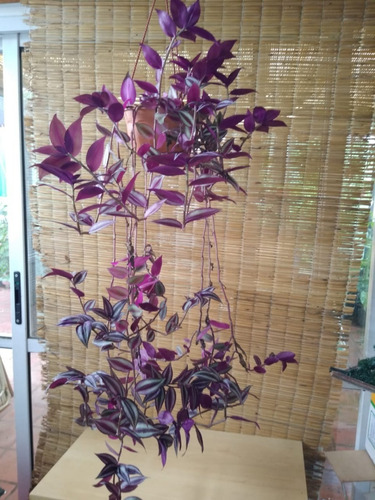 Zebrina Pendula , Bols De 18 Lts.