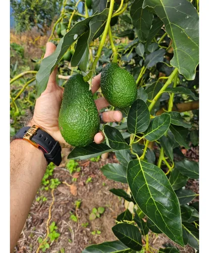 Se Vende Finca En Produccion Aguacate Hass Pijao Quindio