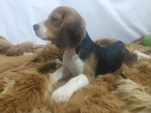 Beagle Macho Regalo Único Hermoso