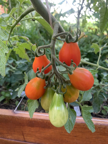 Semillas De Tomate Red Pear (solanum Lycopersicum)
