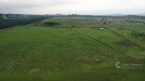 Imagen 5 de 8 de Se Vende Campo De 136 Ha A Tranquera Cerrada En San José, Misiones.