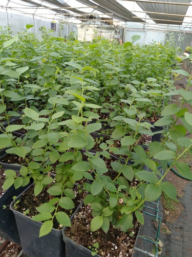 Plantas De Arándano, Fresa, Frambuesa Y Zarzamora Con Envío 