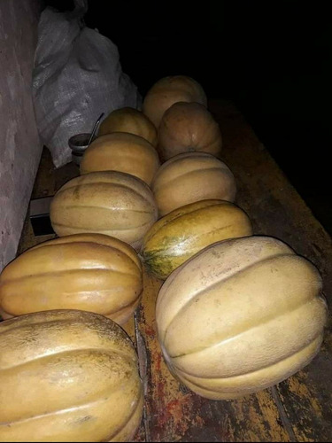 Semilla De Melon Criollo Tajada