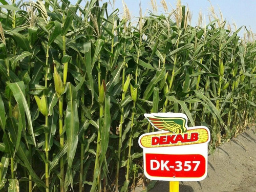 Semilla De Maiz Hibrido Blanco Dk 357 Forrajero Silo 1kg