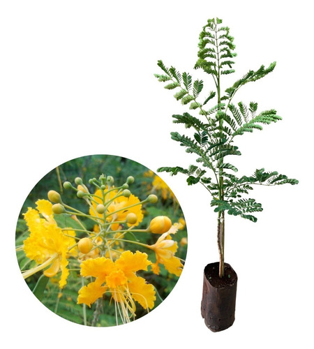 Muda De Flamboyant Mirim Amarelo - Já Com 1 Metro