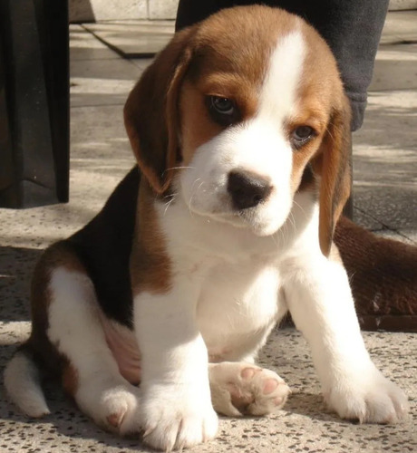 Imagen 8 de 8 de Cachorros Beagles