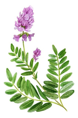 120 Semillas Astrágalo Chino Astragalus Sinicus Plantasi