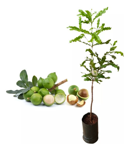 Colino De Macadamia Injerto De 1mt Para Cultivo 