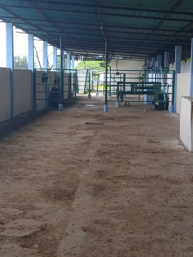 Imagen 13 de 30 de José Herrera Vende Finca En Edo. Tachira.(cod. Plf-002)