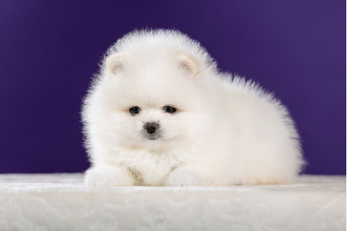 Cachorros Pomerania Miniatura Cara De Oso Disponibles Perros