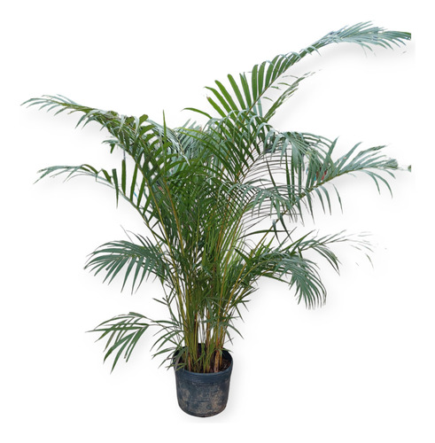 Palmera Areca P30