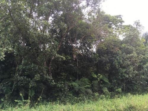Terreno A 300mts Da Rodovia Em Itanhaém-sp