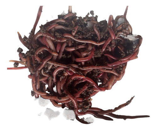 1.000 Unid Minhoca Violetas Do Himalaia ( Compostage )