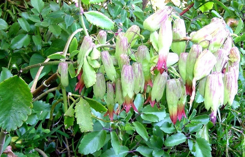 70 Hojas Frescas De Kalanchoe Pinnata