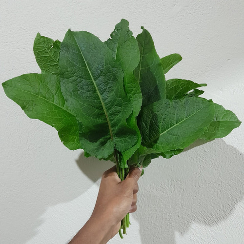 4 Mudas Língua De Vaca - Labaça - Panc - Rumex Obtusifolius
