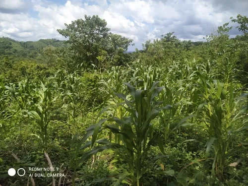Finca De 25 Hec A 15 Minutos De Luruaco