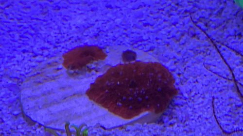 Coral Marino Vivo Actinodiscus Ultra Red Discosoma