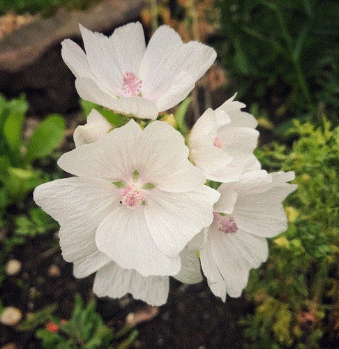 20 Semillas De Flor De Malva Moschata Blanca + Instructivo 