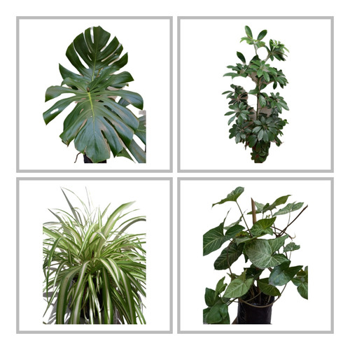 Monstera 1mt + Aralia1mt + Syngonio C/tutor + Lazo Grande 