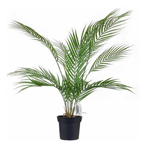 Planta Artificial 74cm Palmera Areca