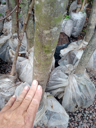 Imagen 4 de 8 de Arbol Tilo Grande - Adulto - Excelente - Entregas Caba Y Gba